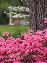 coral bells