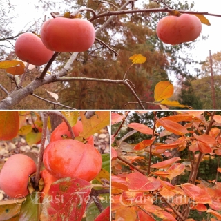 persimmons