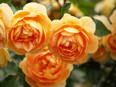 Pat Austin rose