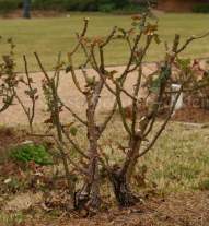 After pruning same hybrid tea rose