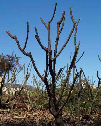 pruned rose