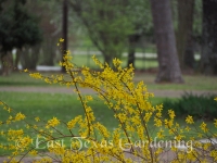 forsythia