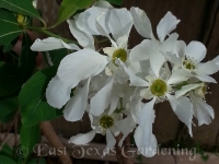 pearlbush
