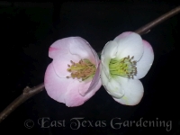 apple blossom