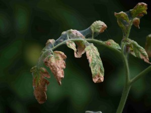 spider mites