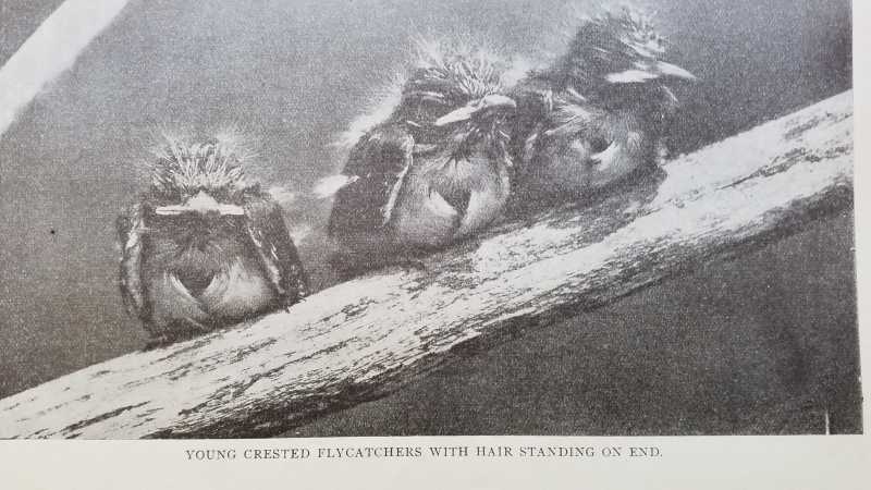 chicks photo