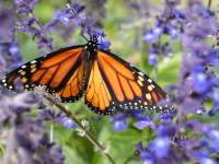 Monarch on salvia